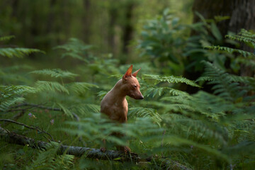 dog in ferns. American Hairless Terrier in the green forest. Pet in nature