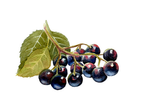 Elderberry, berries,  watercolor illustration. Stickers, print, pictures for alphabet blocks