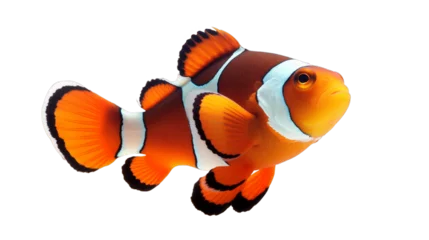 Zelfklevend Fotobehang An orange and white clown fish isolated on a transparent background © 016Graphics