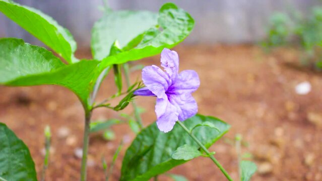 A purple flower surrounded by green plants
