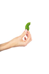 Hand holding mint leaf isolated on white background