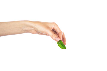 Hand holding mint leaf isolated on white background