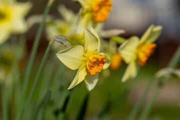 beautiful yellow daffodils close-up in the garden
