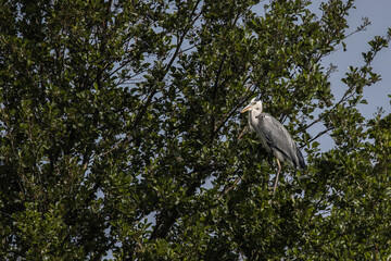 Animals and insects from Skåne Sweden
Great gray heron sitting in a tree - 617111675