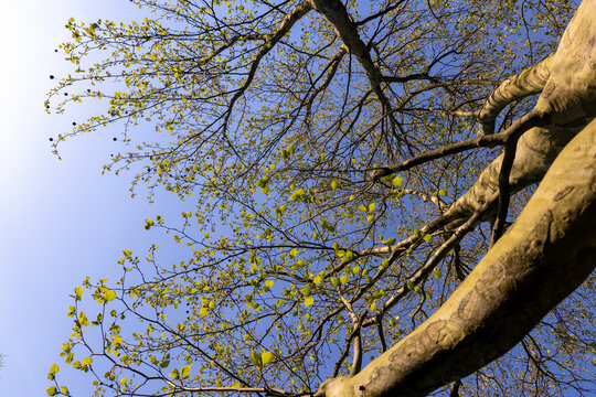 the green foliage of the sycamore tree in the spring season