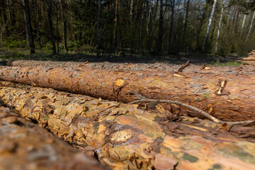 a pile of pine trunks for further processing at a sawmill