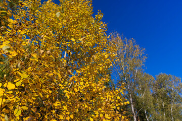 Birch grove with tall birch trees in autumn