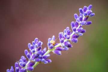 background with lavander flower