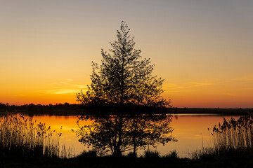 the silhouette of a tree on the background of sunset on the lake is yellow-orange