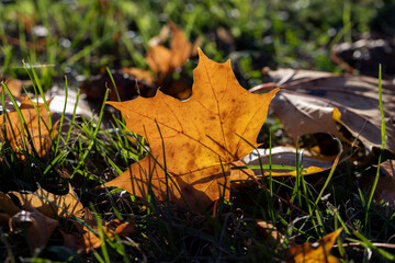 Maple tree foliage in autumn