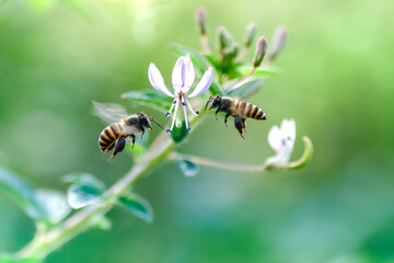bee on a flower