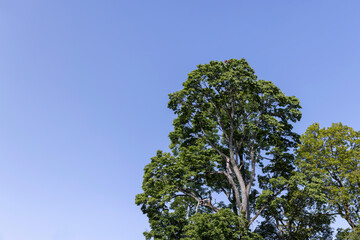 Trees in a mixed forest in summer
