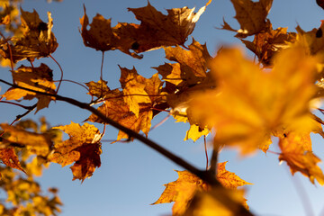 Maple tree foliage in autumn