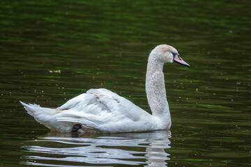 Fototapeta premium A graceful white swan swimming on a lake with dark water. The white swan is reflected in the water