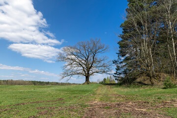 old oak in early spring without green foliage