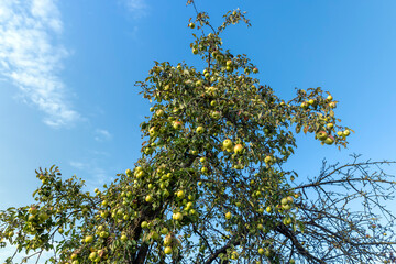 Ripe apples hang on the branches of a tree in the autumn season