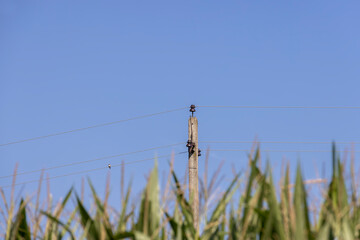 Obraz premium High-voltage power lines mounted on concrete poles