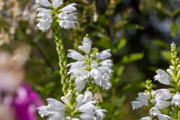 Blooming in late summer or early autumn flowers