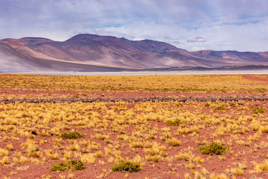 Piedras Rojas valley in Atacama desert