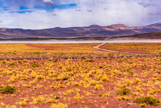Road through Piedras Rojas valley in Atacama desert