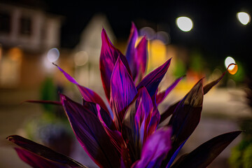 night flower