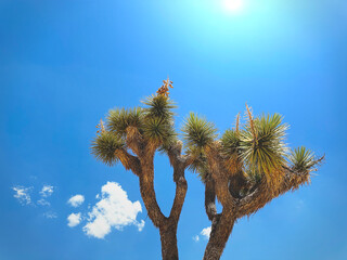 Joshua Tree under in sunlight