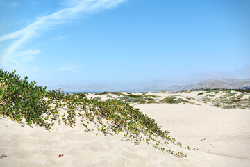 Fototapeta na wymiar California west coast beach