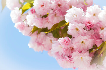 Beautiful, Spring Pink, Blooms on Tree – Nursery, Arborist, Boutique, Botany, Wedding, Baby Shower, Brunch, Garden Party, Birthday, Border, Background, Backdrop, Flier, Poster, Ad, Invitation