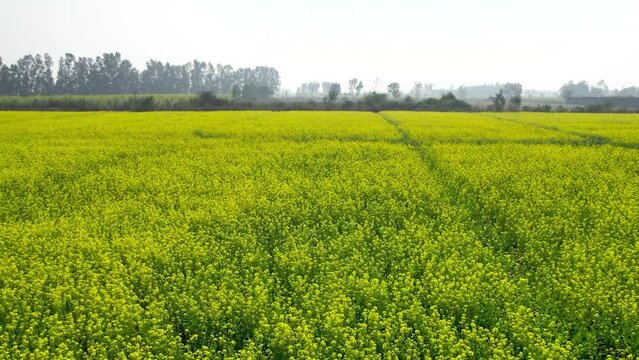 Drone view of mustard fields in Punjab, India.