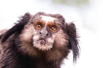 worried monkey face. Small monkey in danger of extinction. Face of a young monkey. Close-up...