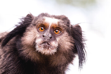 worried monkey face. Small monkey in danger of extinction. Face of a young monkey. Close-up photograph.