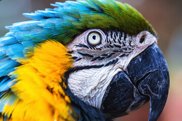 old Brazilian macaw bird with yellow and blue belly, native to the Amazon © RHJ