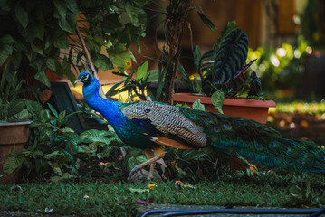 Naklejka premium Beautiful peacock with a crest on its head at the zoo garden of Costa Rica