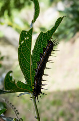 Agraulis vanillae larva eating leaves