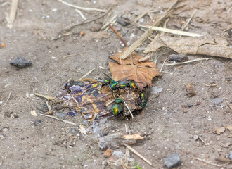 Green flies eating a snail