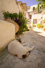 Cat resting in the shadow in the Plaka quarter of Athens at the foot of the Acropolis - 617119415