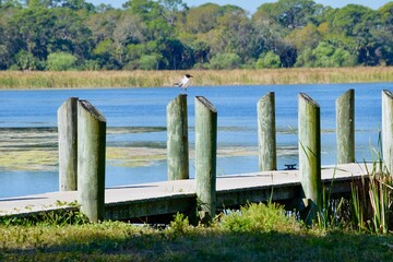 seagull on natural lake dock post