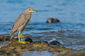Young yellow-crowned night heron hunting for food in shallows on rocky beach