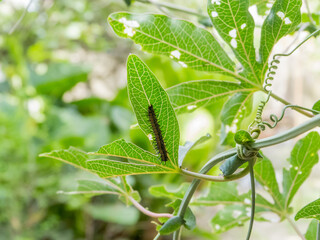 Agraulis vanillae larva eating leaves