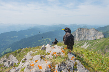 Alpine chough or yellow-billed chough (Pyrrhocorax graculus) black alpine bird in the crow family Sat perched on top of Tomlishorn (7000ft) in the Pilatus Kulm mountain range Switzerland wide angle