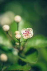 Obraz premium Pflanzen und Flora aus Europa, Frühling