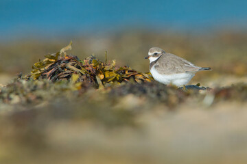 Little Ringed Plover low point of view in sunlight on beach