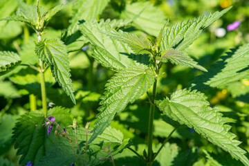 young nettle leaves among the grass close-up