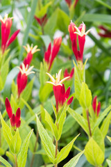 Indian pink (Spigelia marilandica 'Little Redhead') herbaceous perennial