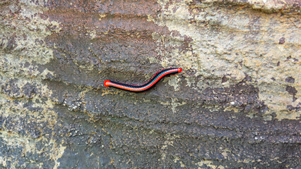 ‏A orange-spotted millipede rolling over a log in kottakkal, Kerala, India