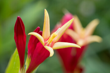 Obraz premium Indian pink (Spigelia marilandica 'Little Redhead') herbaceous perennial