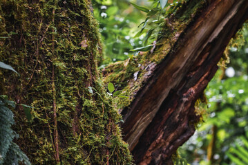 Moss texture overgreen on tree trunk wood in rainforest of Costa Rica