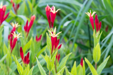 Indian pink (Spigelia marilandica 'Little Redhead') herbaceous perennial