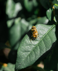 Eristalinus taeniops bee, tiger fly