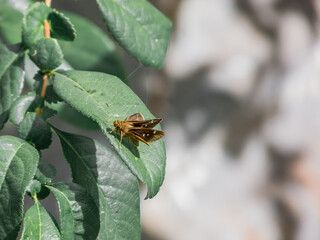 Cymaenes hesperiidae butterfly